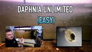 How I Raise Daphnia Water Fleas And You Can Too [upl. by Adeys382]