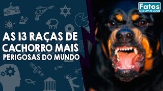 As 13 raças de cachorro mais perigosas do mundo [upl. by Aikehs]