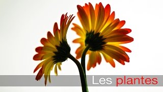 Les plantes  Minute Science [upl. by Croner965]