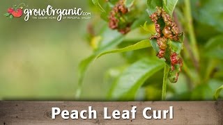 How to Treat Peach Leaf Curl in Your Organic Orchard [upl. by Meeki]