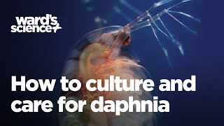 Caring and Culturing for Daphnia [upl. by Mcgill602]