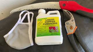 Liquid Copper Fungicide for preventing palm disease [upl. by Docilu]