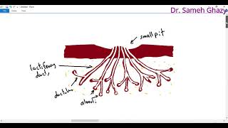 Embryology  development of mammary gland [upl. by Stephine]