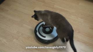 Cat shows HOW TO use iRobot Roomba Vacuum [upl. by Dlorad]