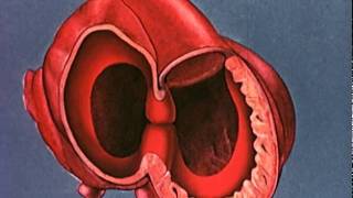 Heart embryology video [upl. by Ailes]