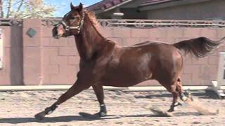 Horse galloping in slow motion [upl. by Ingar]