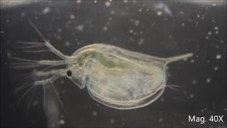 Daphnia magna under the Microscope [upl. by Ikcir740]