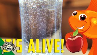 How to culture Vinegar Eels The EASY Way Live Fish Food [upl. by Bertha362]