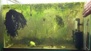 Scuds Daphnia Cherry Shrimp Copepods My aquatic food culture [upl. by Keynes]