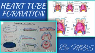 embryo CVS part 1 heart tube formation [upl. by Bel340]