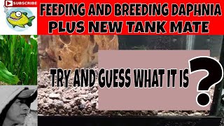 HOW TO BREED DAPHNIA SUPER EASY [upl. by Hekking471]