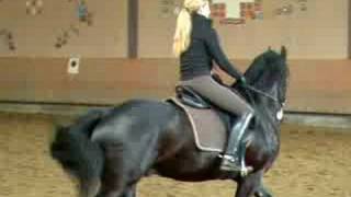 Friesian Gallop [upl. by Aihsas]