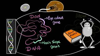 Genes DNA amp chromosomes  Heredity amp Evolution  Biology  Khan Academy [upl. by Aramaj576]