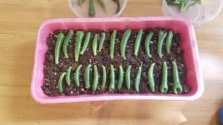 Step 1 Easy Succulents Propagation quotCrassula Ovata Gollumquot Jade Plants [upl. by Ancel]