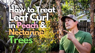 How to Treat Leaf Curl in Peach and Nectarine Trees [upl. by Rahmann469]