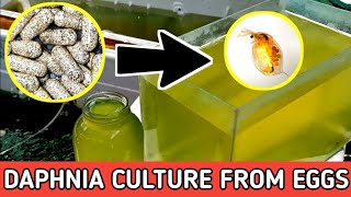 HOW TO HATCH DAPHNIA EGGS  HOW TO CULTURE DAPHNIA [upl. by Llyrpa]