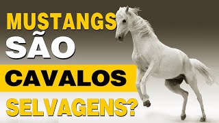 Mustangs são cavalos selvagens [upl. by Fiske995]