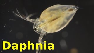 Daphnia [upl. by Learsi]