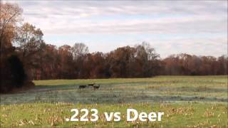 223 vs Deer [upl. by Retep]