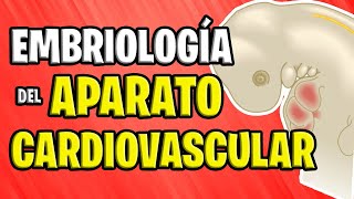 ✅ EMBRIOLOGÍA CARDIOVASCULAR 💉🧡 [upl. by Nodnal844]