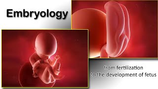 Embryology animation fertilization to development of the nervous system everything in one place [upl. by Orsola]