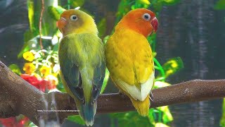 Lovely Lovebirds Sounds  The Yellow Spangle Fischers amp Parblue Euwing Green Turquoise Opaline [upl. by Ciccia]