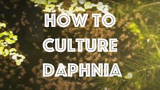 How To Culture Daphnia Magna [upl. by Doty]