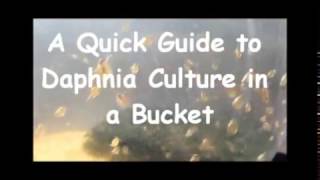 How to culture daphnia outside [upl. by Shulem312]