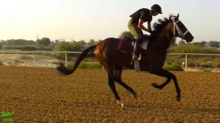 Horses Gallop in Slow Motion [upl. by Atilamrac]