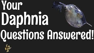 Daphnia Questions Answered [upl. by Malliw]