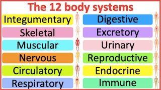 12 Organ Systems  Roles amp functions  Easy science lesson [upl. by Billmyre471]