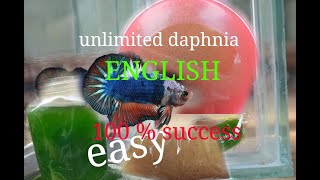 daphnia moina culture Easy way Unlimited production English  with sub Green water Chlorella [upl. by Itsirhc263]