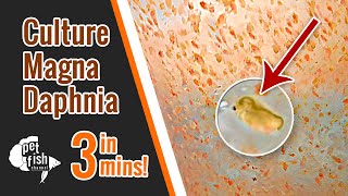 How to culture DAPHNIA MAGNA  The easy way [upl. by Anjela]