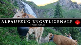 Alpaufzug Engstligenalp  Berner Oberland  Schweiz  LuegemolTV [upl. by Akemhs]