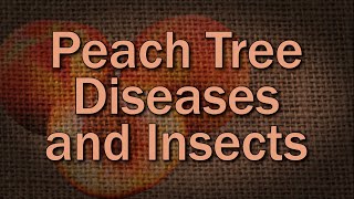 Common Peach Diseases and Insects and How to Prevent Them [upl. by Narra663]