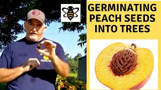 Germinating Peach Seeds [upl. by Mot735]