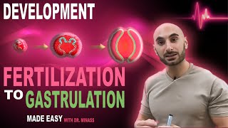 Introduction to Embryology  Fertilisation to Gastrulation Easy to Understand [upl. by Rattray]