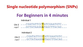 Single nucleotide polymorphism  SNPs  SNPs for beginners [upl. by Bevon751]