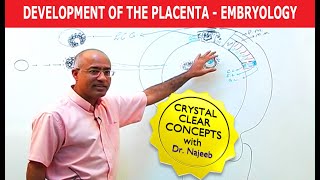 Development Of the Placenta  Embryology🩺 [upl. by Otipaga197]