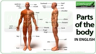 Parts of the body in English  Learn English vocabulary  ESOL Parts of the body with pictures [upl. by Bernie]