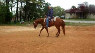 AQHA Western Pleasure Show Horse [upl. by Araiet669]