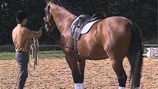 Equitation  Galop 7  Cheval [upl. by Naened]