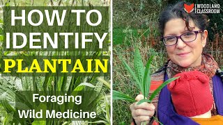 How To Identify Plantain [upl. by Niltag]