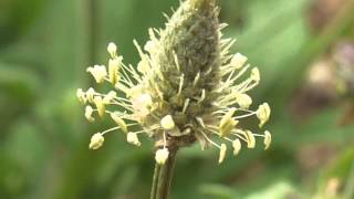 Plant portrait  English plantain Plantago lanceolata [upl. by Resay]