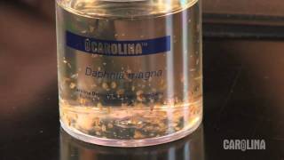 How to Care for Daphnia [upl. by Timothy762]