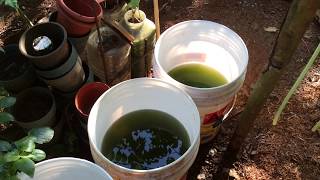 How to grow Green Water Algae [upl. by Fronia]