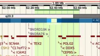 Patches and Haplotypes in the Human Genome [upl. by Suirtemid668]