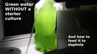 Green Water WITHOUT a Starter Culture  From Scratch  How To [upl. by Nivri215]