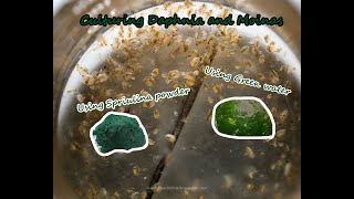 How To Culture Daphnia and Moinas using Green Water Spirulina powder [upl. by Htes565]