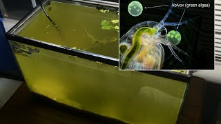 Raising Daphnia for the Freshwater Aquarium [upl. by Eilama]